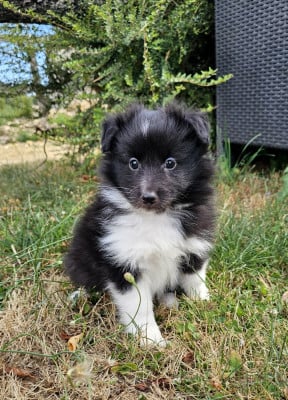 Les chiots de Shetland Sheepdog