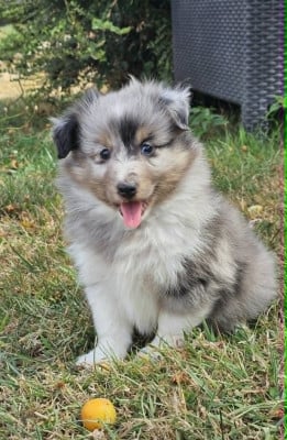 Les chiots de Shetland Sheepdog