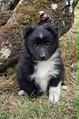 Les chiots de Shetland Sheepdog