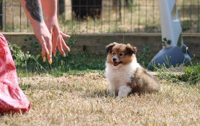 Les chiots de Shetland Sheepdog
