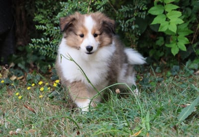 Les chiots de Shetland Sheepdog