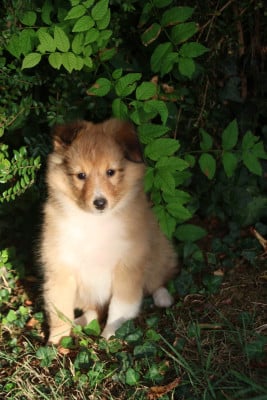 Les chiots de Shetland Sheepdog