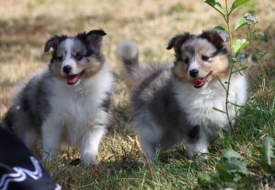 Les chiots de Shetland Sheepdog