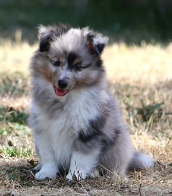 Les chiots de Shetland Sheepdog