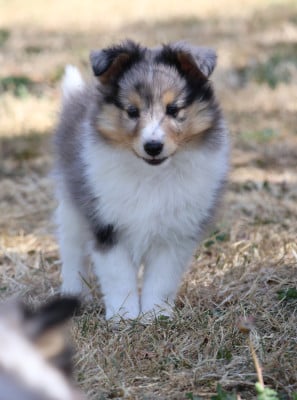 Les chiots de Shetland Sheepdog