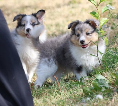 Chiot N°5 - Shetland Sheepdog