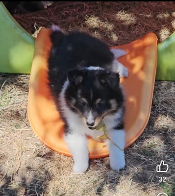 Les chiots de Shetland Sheepdog