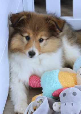 Les chiots de Shetland Sheepdog