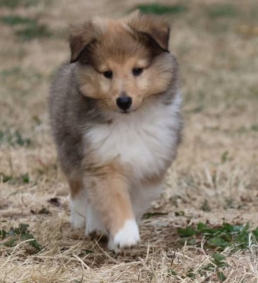Les chiots de Shetland Sheepdog