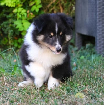 Les chiots de Shetland Sheepdog