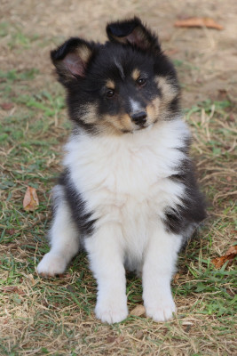 Les chiots de Shetland Sheepdog