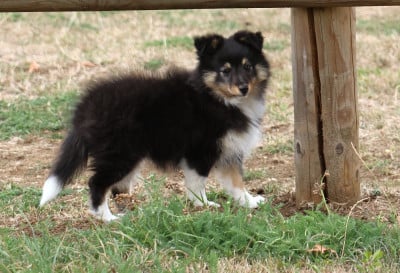 Les chiots de Shetland Sheepdog