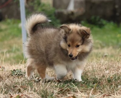 Les chiots de Shetland Sheepdog