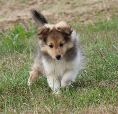 Les chiots de Shetland Sheepdog