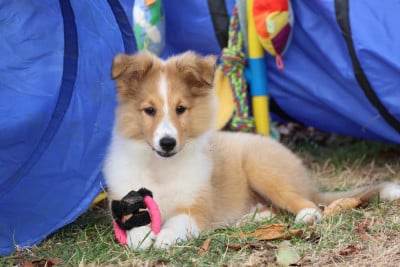Les chiots de Shetland Sheepdog
