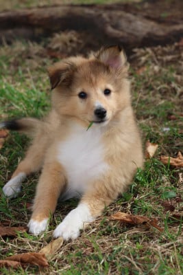 Les chiots de Shetland Sheepdog