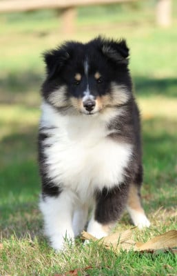 Les chiots de Shetland Sheepdog