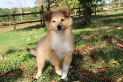 Les chiots de Shetland Sheepdog