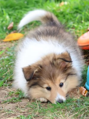 Les chiots de Shetland Sheepdog
