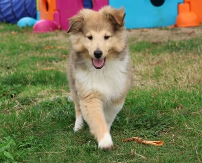 Shetland Sheepdog