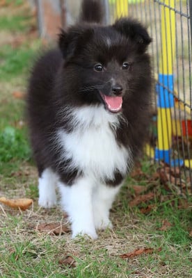 Les chiots de Shetland Sheepdog
