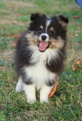 Les chiots de Shetland Sheepdog