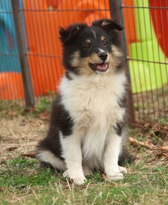 Les chiots de Shetland Sheepdog