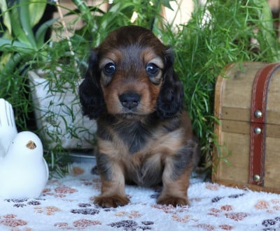 Chiot N°2 - Teckel poil long