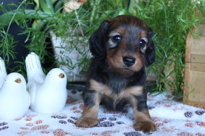 Chiot N°3 - Teckel poil long