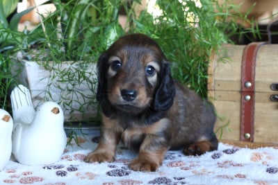 Chiot N°4 - Teckel poil long