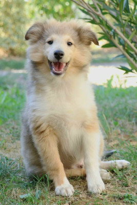 Chiot N°1 - Shetland Sheepdog