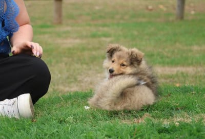 Les chiots de Shetland Sheepdog