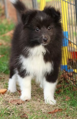 Chiot N°3 - Shetland Sheepdog