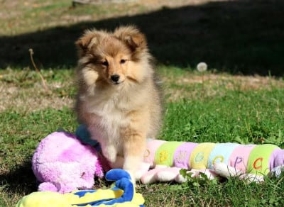 Les chiots de Shetland Sheepdog