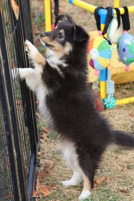 Les chiots de Shetland Sheepdog