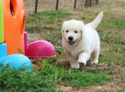 Chiot N°2 - Golden Retriever