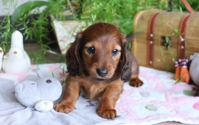 Les chiots de Teckel poil long