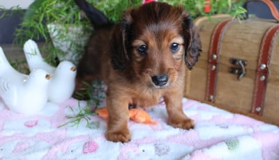 Les chiots de Teckel poil long