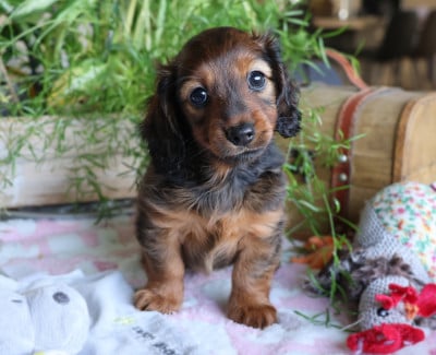 Les chiots de Teckel poil long