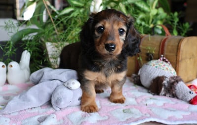 Les chiots de Teckel poil long