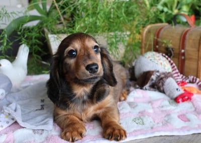 Les chiots de Teckel poil long