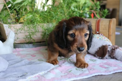 Les chiots de Teckel poil long