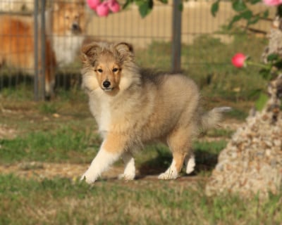 Les chiots de Shetland Sheepdog