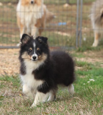 Les chiots de Shetland Sheepdog