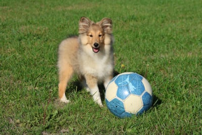 Les chiots de Shetland Sheepdog