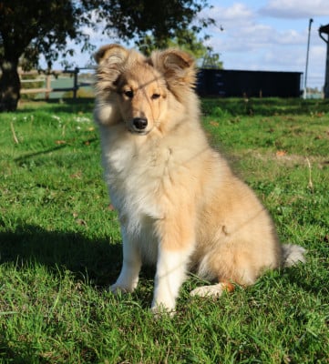 Les chiots de Shetland Sheepdog