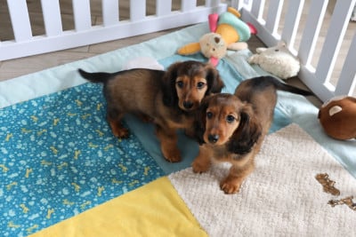 Les chiots de Teckel poil long