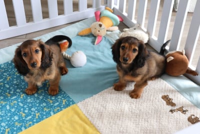 Les chiots de Teckel poil long