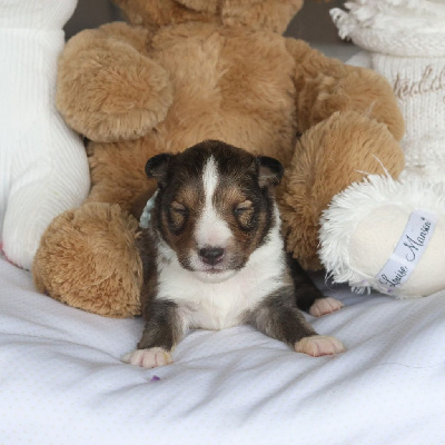 Les chiots de Shetland Sheepdog
