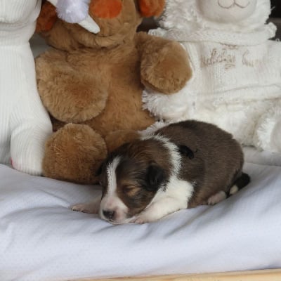 Les chiots de Shetland Sheepdog